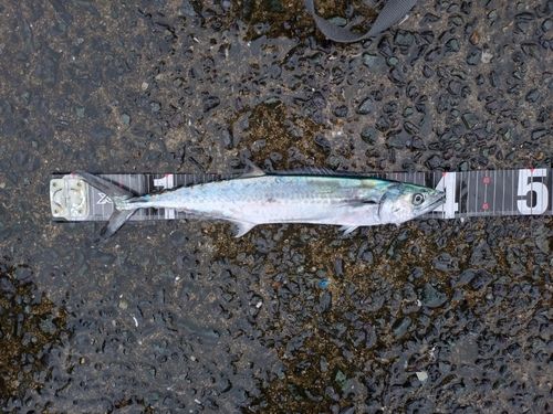 サゴシの釣果