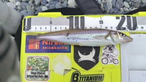 シロギスの釣果