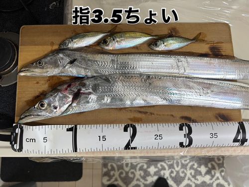 タチウオの釣果