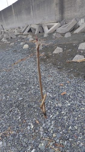 二宮海岸