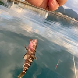 ヒイラギ