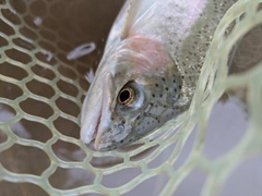 ニジマスの釣果