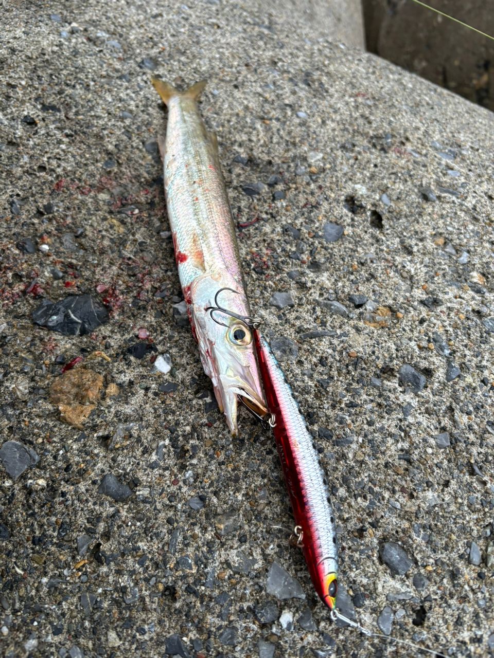 カマス