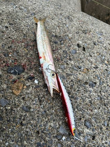 カマスの釣果