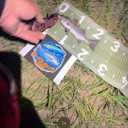 セイゴ（マルスズキ）