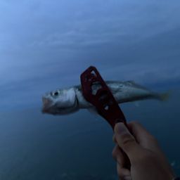 サバ