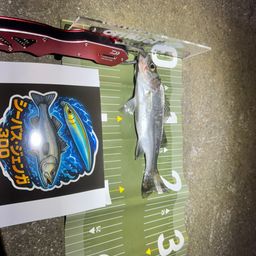 セイゴ（マルスズキ）