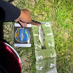 セイゴ（マルスズキ）