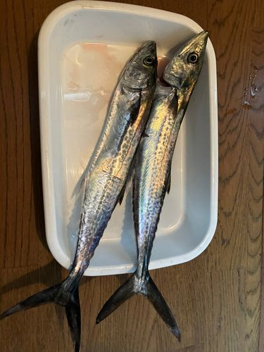サゴシの釣果