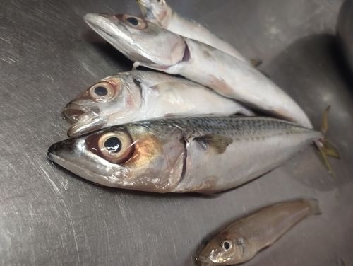 釣果