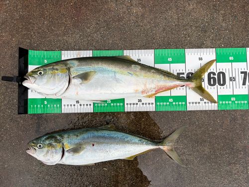 ワラサの釣果