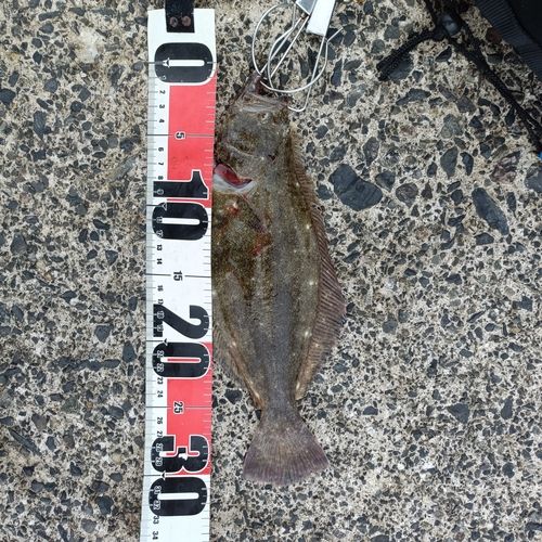 ヒラメの釣果