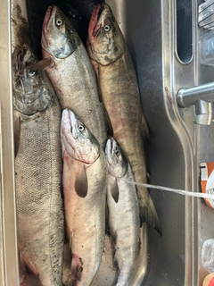 アキアジの釣果