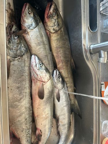 アキアジの釣果