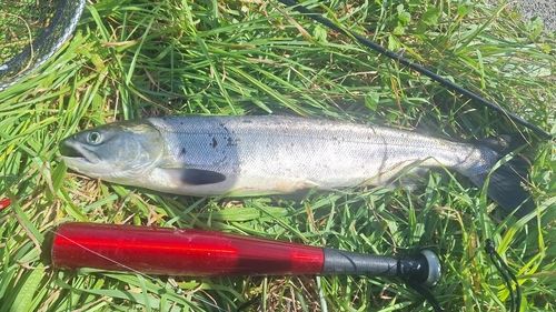 サケの釣果