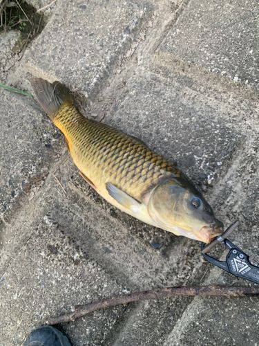 コイの釣果