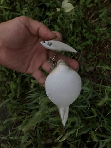 クサフグの釣果