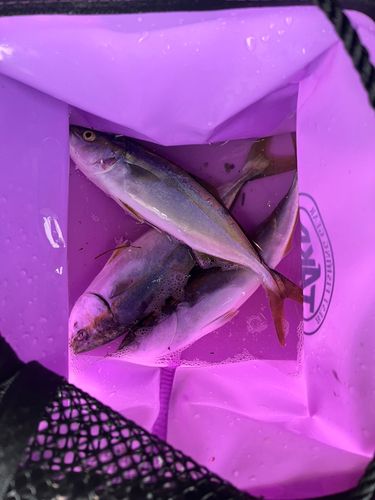 魚津漁港