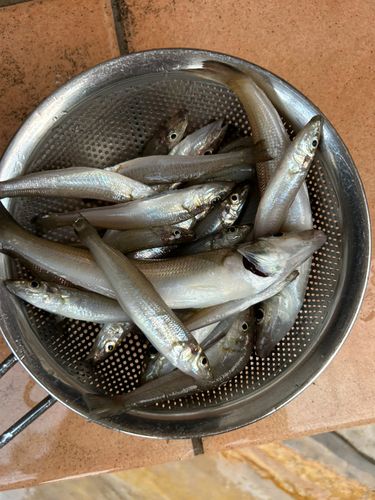 シロギスの釣果