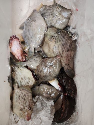 木更津沖堤防