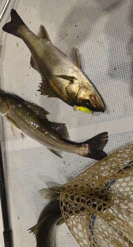 シーバスの釣果
