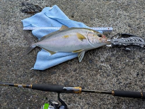 ショゴの釣果