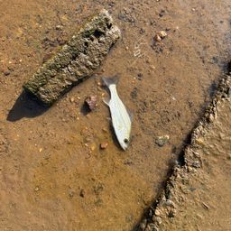 セイゴ（マルスズキ）