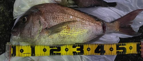 マダイの釣果