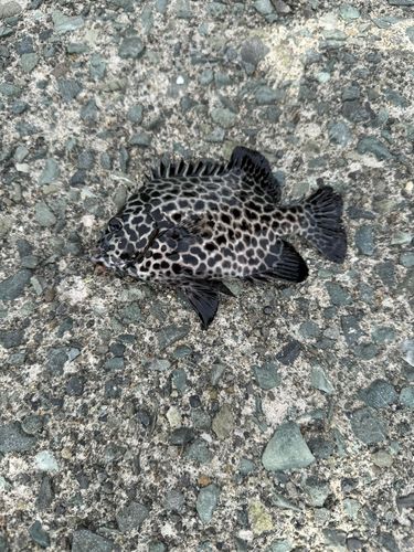 イシガキダイの釣果