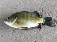 ブルーギルの釣果