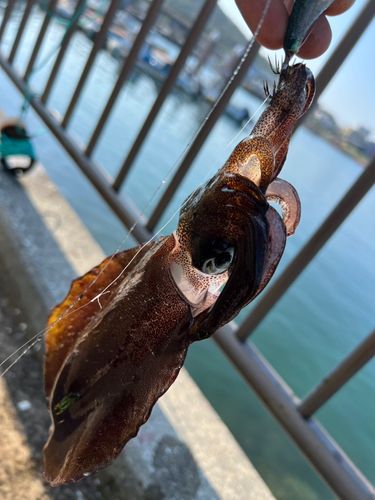 伊良湖港