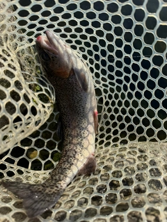 ニジマスの釣果