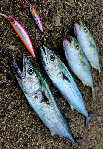サゴシの釣果