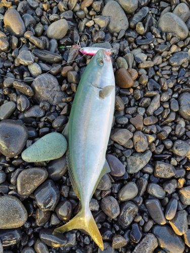 ワカシの釣果