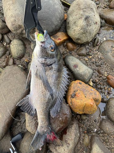 チヌの釣果