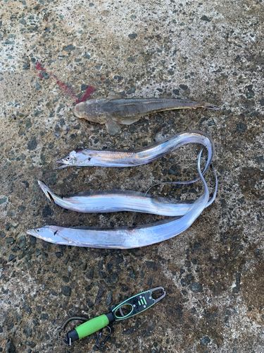 タチウオの釣果