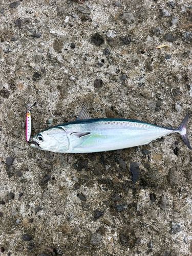 メジカの釣果