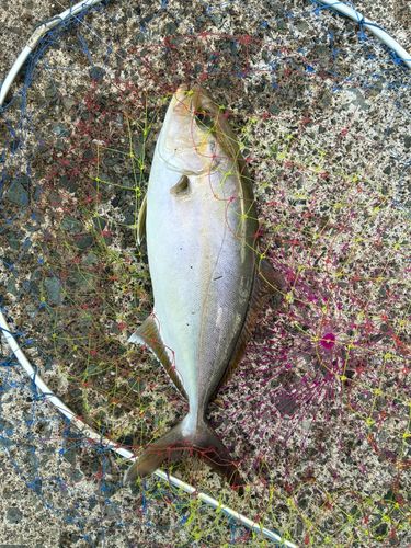カンパチの釣果