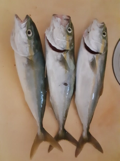 コゾクラの釣果