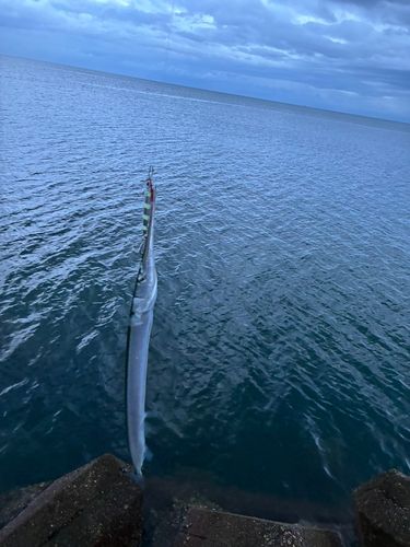 ダツの釣果
