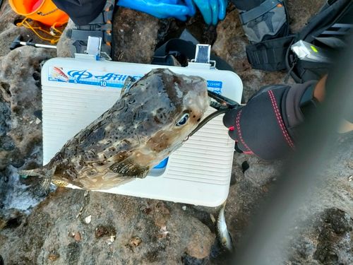 イシガキフグの釣果