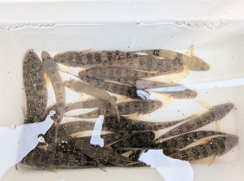 マハゼの釣果