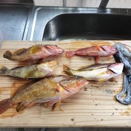 アコウ