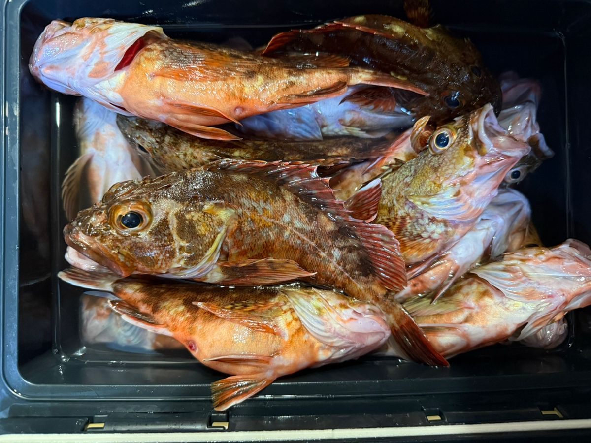 瑚珀さんの釣果 1枚目の画像