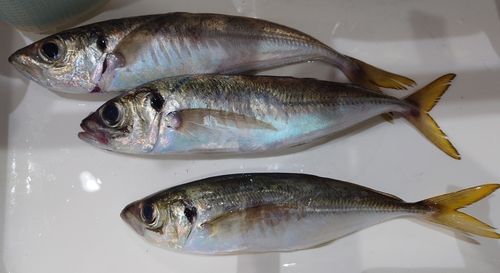 アジの釣果