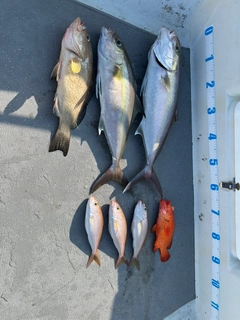 ヒレナガカンパチの釣果