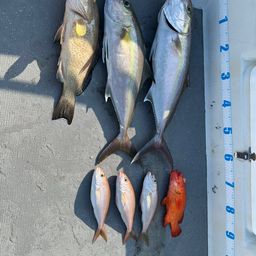 ヒレナガカンパチ