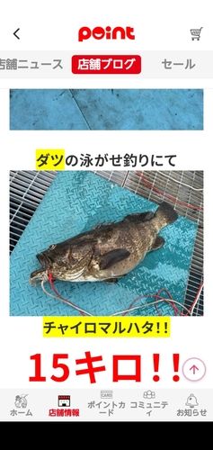 チャイロマルハタの釣果
