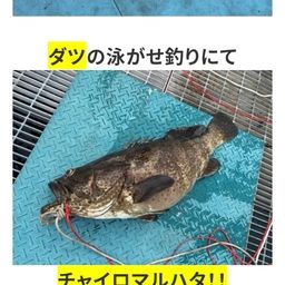 チャイロマルハタ