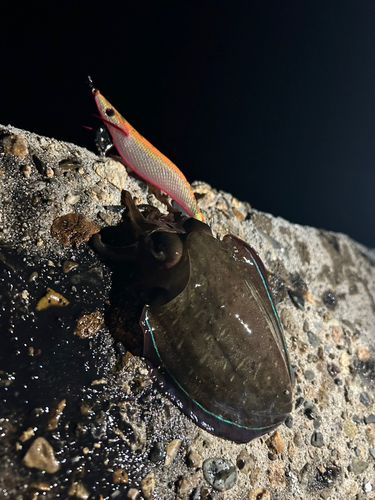 コウイカの釣果